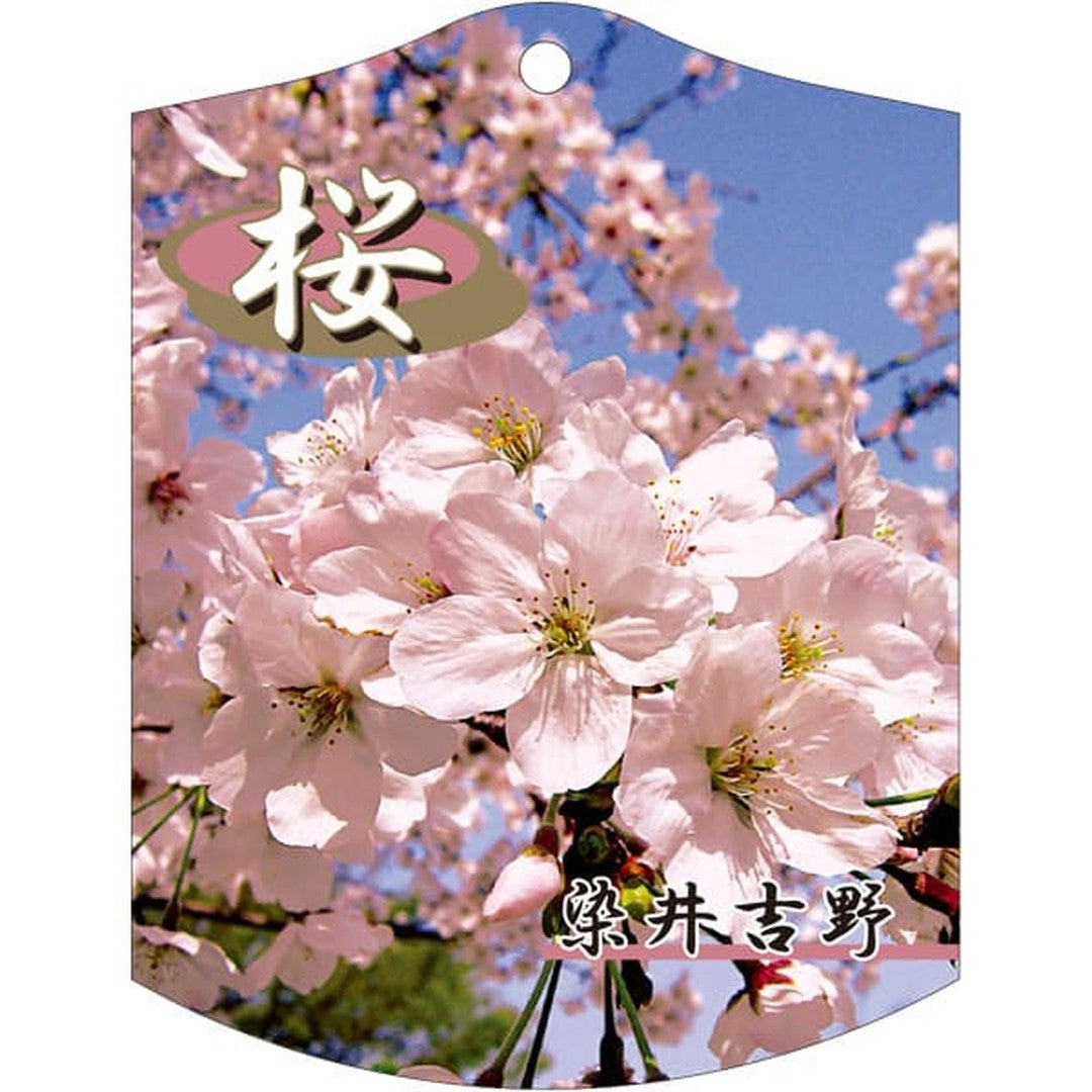 ARC サクラ ソメイヨシノ K 園芸用ラベル【105mm×80mm】100枚入 T2TMK618-01
