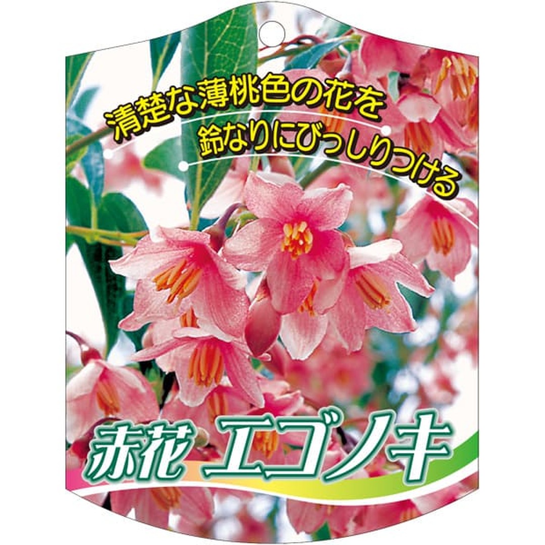 ARC エゴノキ アカバナ 646 K 園芸用ラベル【105mm×80mm】100枚入 T2TMK624-01