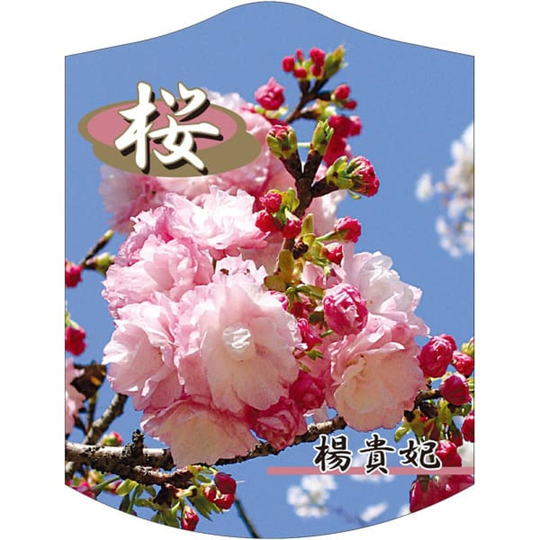 ARC ヨウキヒザクラ K 園芸用ラベル【105mm×80mm】100枚入 T2TMK638-01