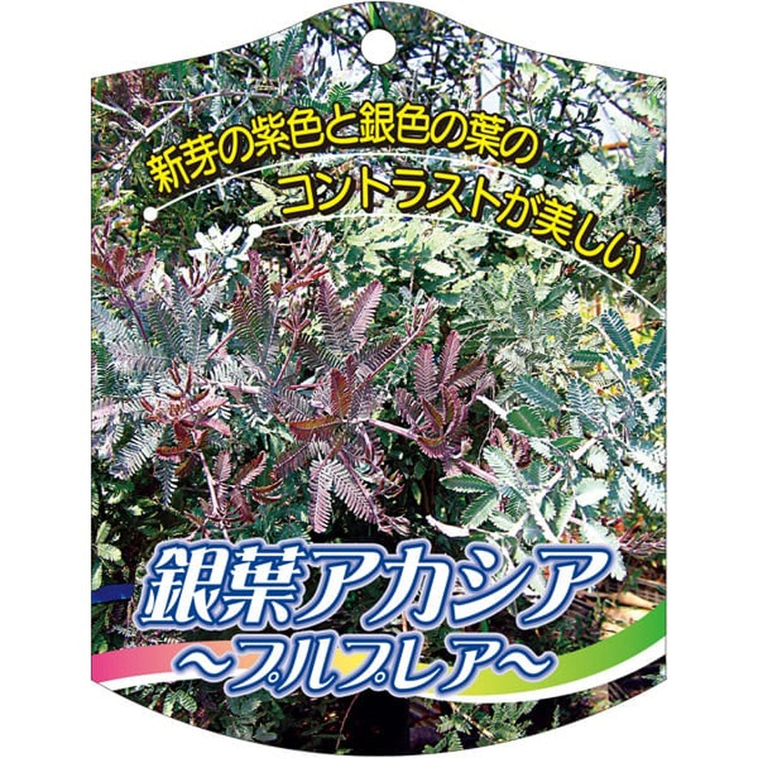 ARC ギンヨウアカシア プルプレア K 園芸用ラベル【105mm×80mm】100枚入 T2TMK641-01