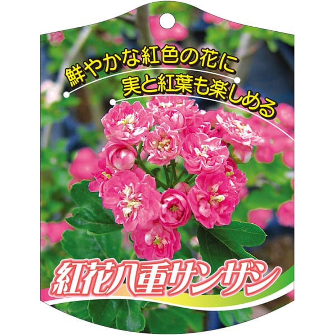 ARC サンザシベニバナ ヤエ K 園芸用ラベル【105mm×80mm】100枚入 T2TMK653-01