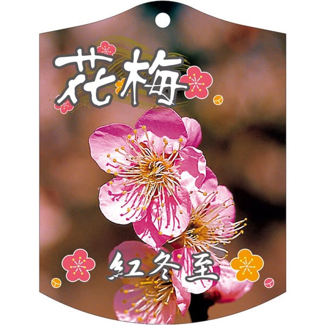 ARC ウメ ベニトウジ K 園芸用ラベル【105mm×80mm】100枚入 T2TMK681-01