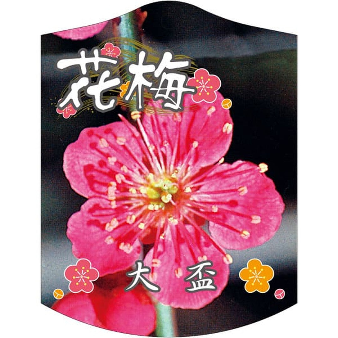 ARC ウメ オオサカズキ K 園芸用ラベル【105mm×80mm】100枚入 T2TMK690-01