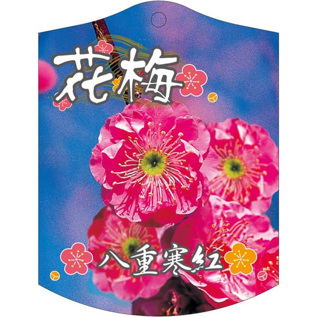 ARC ウメ ヤエカンコウ K 園芸用ラベル【105mm×80mm】100枚入 T2TMK691-01
