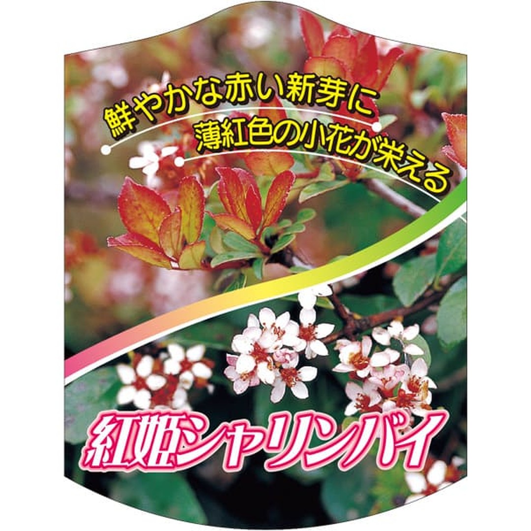 ARC ベニヒメシャリンバイ K 園芸用ラベル【105mm×80mm】100枚入 T2TMK692-01