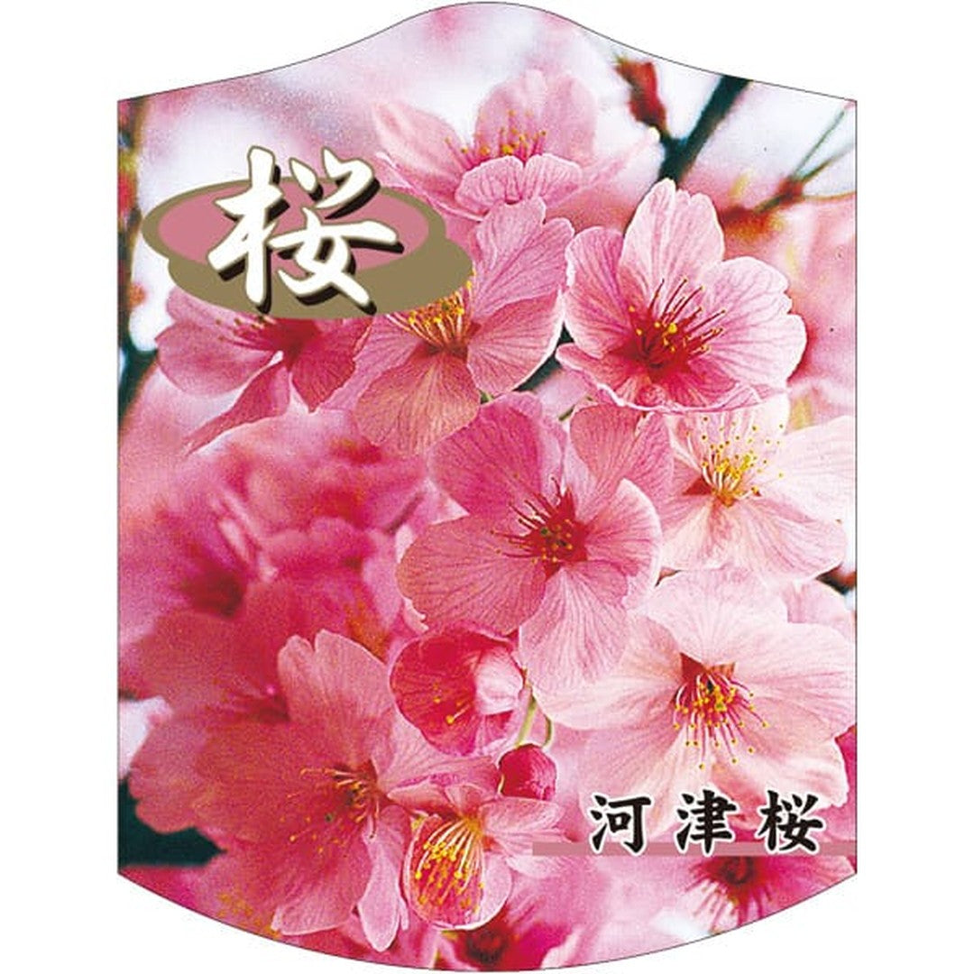 ARC カワヅザクラ1006 K 園芸用ラベル【105mm×80mm】100枚入 T2TMK703-01