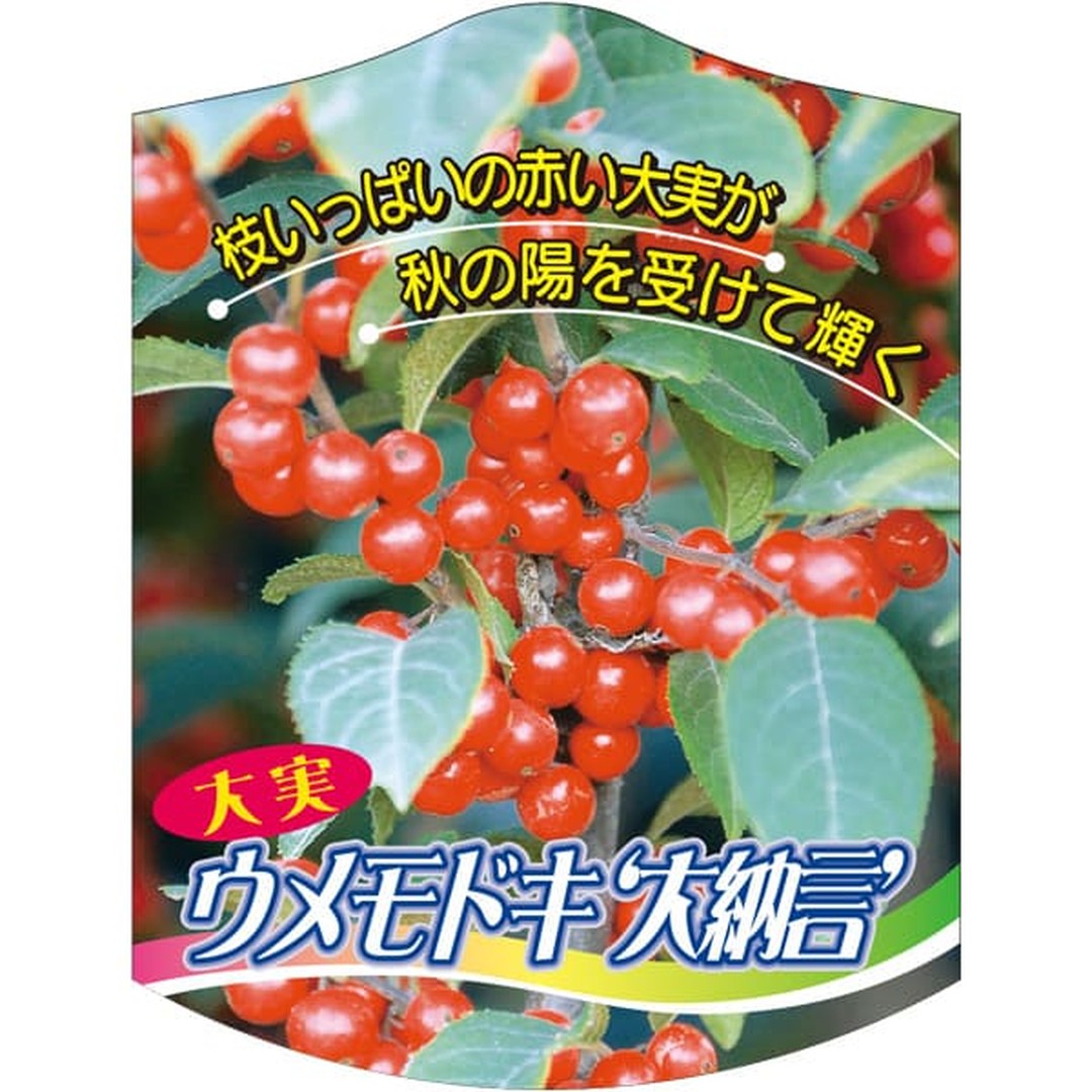 ARC ウメモドキ ダイナゴン K 園芸用ラベル【105mm×80mm】100枚入 T2TMK740-01
