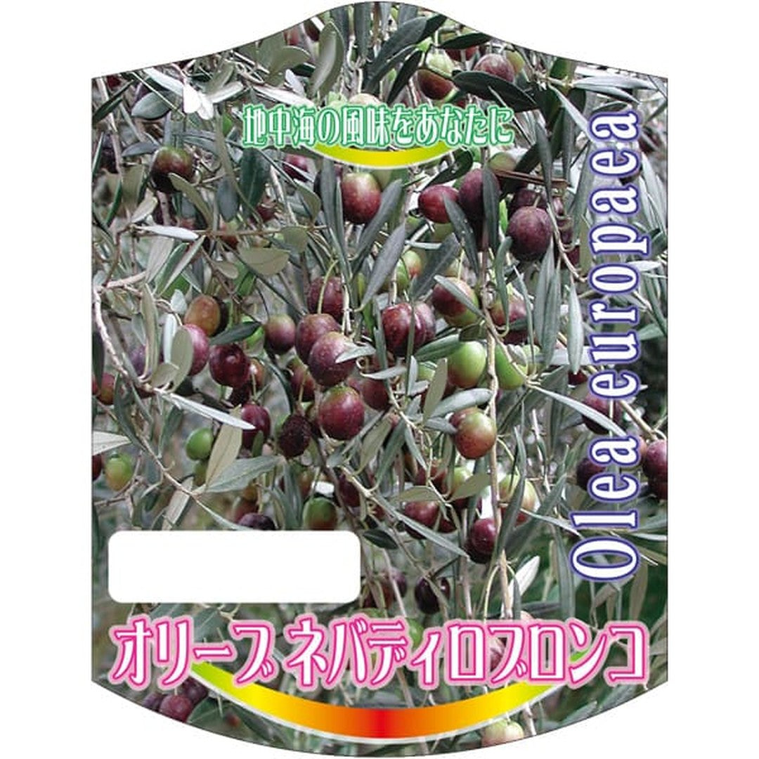 ARC オリーブ ネバディロブロンコ K 園芸用ラベル【105mm×80mm】100枚入 T2TMK756-01