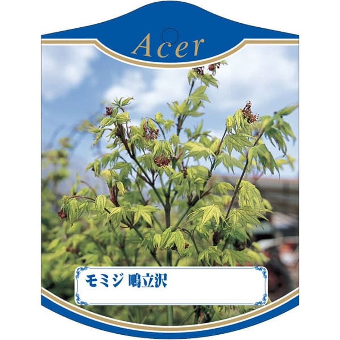 ARC モミジ シギタチザワ 園芸用ラベル【105mm×80mm】100枚入 T2TMK841-01