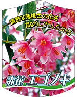 エゴノキ アカバナ 646 K 園芸用ラベル