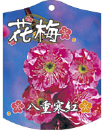 ウメ ヤエカンコウ K 園芸用ラベル