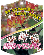 ベニヒメシャリンバイ K 園芸用ラベル