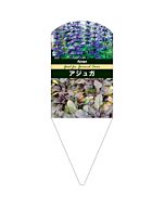 アジュガ レプタンス L 園芸用ラベル【132.5mm×50mm】100枚入