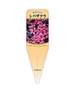 シバザクラ アカ S 園芸用ラベル【115mm×34mm】100枚入