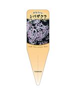 シバザクラ フイリピンク S 園芸用ラベル【115mm×34mm】100枚入