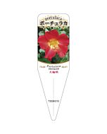 タイリン ポーチュラカ 5 S 園芸用ラベル【115mm×34mm】100枚入