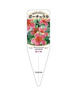 シボリザキ ポーチュラカ1 S 園芸用ラベル【115mm×34mm】100枚入
