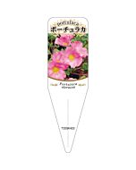 ポーチュラカ チュウリン 6 S 園芸用ラベル【115mm×34mm】100枚入