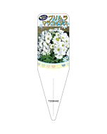 プリムラマラコイデス ホワイト 2S 園芸用ラベル【115mm×34mm】100枚入