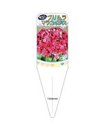 プリムラマラコイデス レッド 2S 園芸用ラベル【115mm×34mm】100枚入