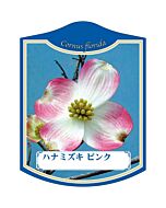 ハナミズキ ピンク K 園芸用ラベル【105mm×80mm】100枚入