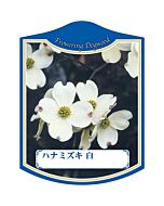 ハナミズキ シロ K 園芸用ラベル【105mm×80mm】100枚入