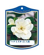 ハナミズキ シロ・ヤエ K 園芸用ラベル【105mm×80mm】100枚入