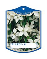 ヤマボウシ シロ K 園芸用ラベル【105mm×80mm】100枚入