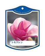 シモクレン K 園芸用ラベル【105mm×80mm】100枚入