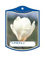 ハクモクレン K 園芸用ラベル【105mm×80mm】100枚入