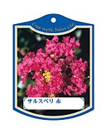 サルスベリ アカ K 園芸用ラベル【105mm×80mm】100枚入