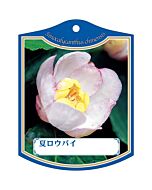 ナツロウバイ K 園芸用ラベル【105mm×80mm】100枚入