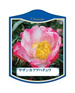 サザンカ アゲハチョウ K 園芸用ラベル【105mm×80mm】100枚入