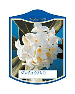 ジンチョウゲ シロ K 園芸用ラベル【105mm×80mm】100枚入
