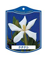 クチナシ K 園芸用ラベル【105mm×80mm】100枚入