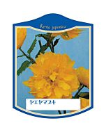 ヤエ ヤマブキ K 園芸用ラベル【105mm×80mm】100枚入