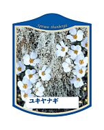 ユキヤナギ K 園芸用ラベル【105mm×80mm】100枚入