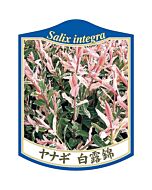 ヤナギ ハクロニシキ K 園芸用ラベル【105mm×80mm】100枚入