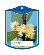ゲッケイジュ K 園芸用ラベル【105mm×80mm】100枚入