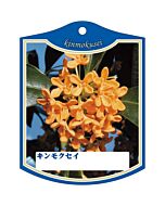 キンモクセイ K 園芸用ラベル【105mm×80mm】100枚入