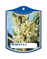 シキザキモクセイ K 園芸用ラベル【105mm×80mm】100枚入