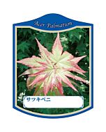 カエデ サツキベニ K 園芸用ラベル【105mm×80mm】100枚入
