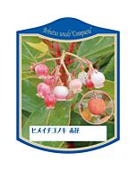 ヒメイチゴノキ アカバナ K 園芸用ラベル【105mm×80mm】100枚入