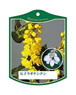 ヒイラギナンテン K 園芸用ラベル【105mm×80mm】100枚入