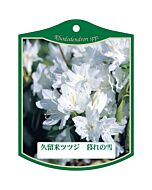 クルメツツジ クレノユキ K 園芸用ラベル【105mm×80mm】100枚入
