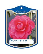 カンツバキ アカ K 園芸用ラベル【105mm×80mm】100枚入