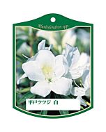 ヒラドツツジ シロ K 園芸用ラベル【105mm×80mm】100枚入