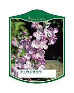 チョウジザクラ K 園芸用ラベル【105mm×80mm】100枚入