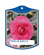 サザンカ ヒオトメ K 園芸用ラベル【105mm×80mm】100枚入