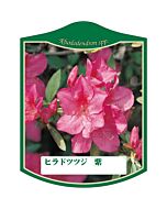 ヒラドツツジ ムラサキ K 園芸用ラベル【105mm×80mm】100枚入